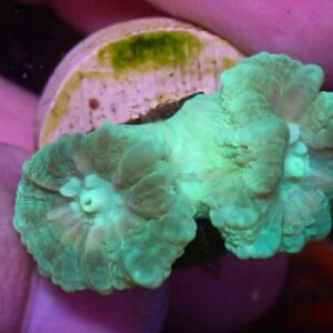 WYSIWYG Green Candy Cane #1