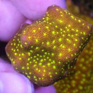 WYSIWYG CBS Sunny Day Psammacora #1