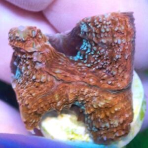 WYSIWYG Pink with teal mouths Bowerbanki #1