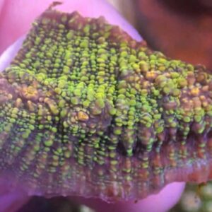 WYSIWYG CBS TMNT Chalice #1