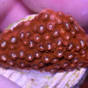 WYSIWYG Fender Bender Cyphastrea #1