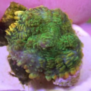 WYSIWYG Gold Rim Rhodactis #2