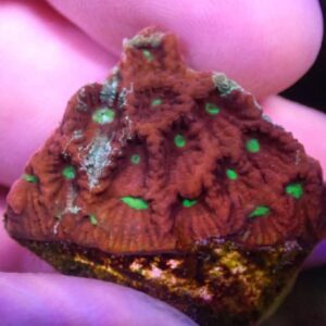 WYSIWYG Red and Green War Coral #5