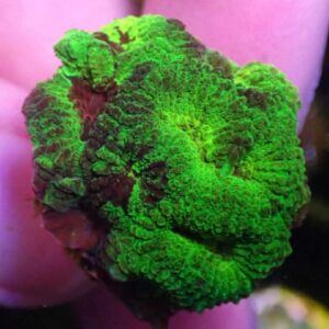 WYSIWYG Chernobyl Favia #1