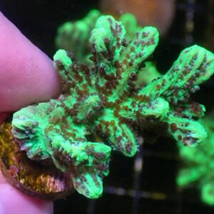 WYSIWYG Green Branching Hydnophora #1