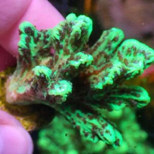 WYSIWYG Green Branching Hydnophora #2