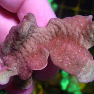 WYSIWYG Fan Pavona #1