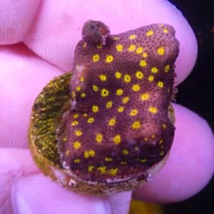 WYSIWYG Outer Space Psammacora #1