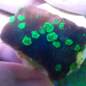 WYSIWYG Green Astreopora #1