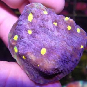 WYSIWYG Two-Face Chalice #4