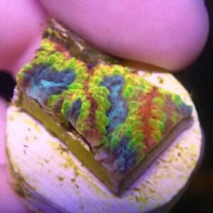 WYSIWYG Favia of the Gods #2