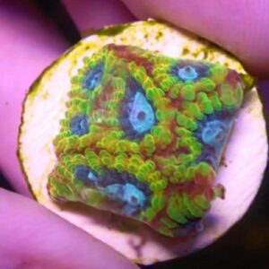 WYSIWYG Favia of the Gods #3