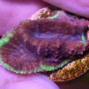 WYSIWYG Purple with Green Edge Maze Coral #2