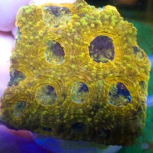 WYSIWYG Orange Acan echinata #1