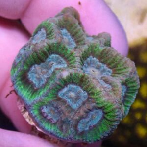 WYSIWYG CBS Teal Favia #3