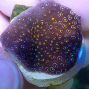 WYSIWYG Berserker Styloconenillea #2