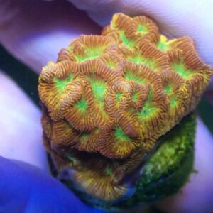 WYSIWYG Jack-O-Lantern Leptoseris #1