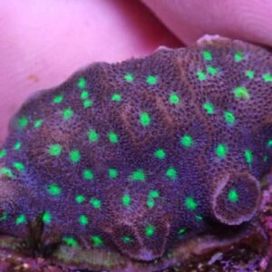 WYSIWYG CBS Northern Lights Psammacora #2