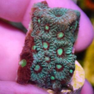 WYSIWYG Red and Green War Coral #2