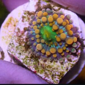 WYSIWYG Orange R. yuma #1