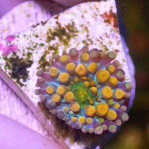 WYSIWYG Orange R. yuma #2