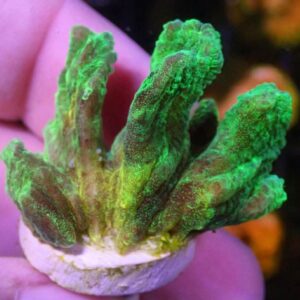 WYSIWYG Space Invader Pectinia #1