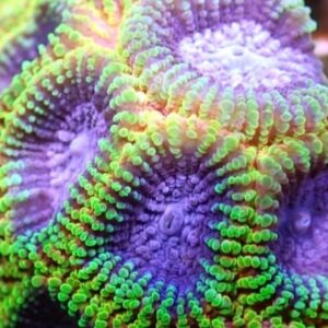 CBS Rainbow Raptors Favia