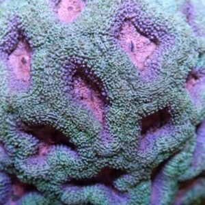 CBS Pink Aqua Acan micromussa