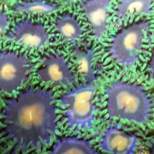CBS Green Eggs and Ham Zoa