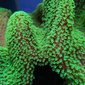 CBS Green Giant Sarcophyton (Toadstool)
