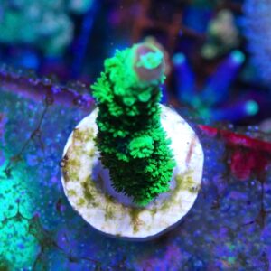 WYSIWYG Bali Slimer #1