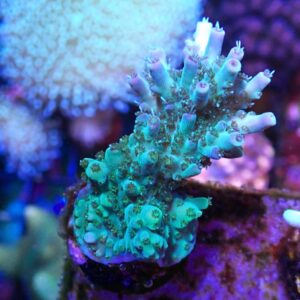 WYSIWYG CBS Northern Spirit Acropora #1