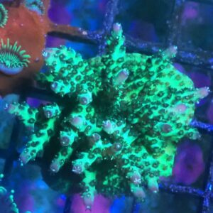 WYSIWYG Funky Acropora #1