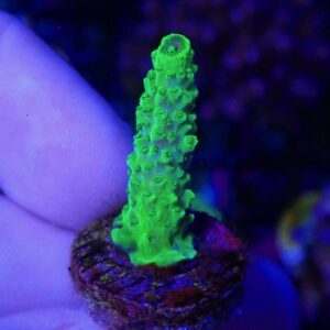 WYSIWYG Bali Slimer #2
