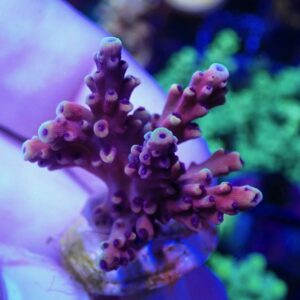 WYSIWYG Terra Red #1