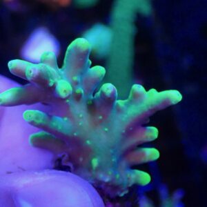 WYSIWYG Acropora loripes #2