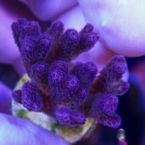 WYSIWYG Purple Pocillopora #1