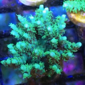 WYSIWYG Greening Blue Acropora horrida #1