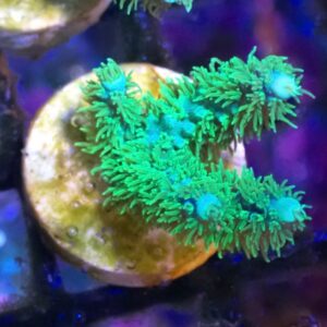 WYSIWYG Greening Blue Acropora horrida #2