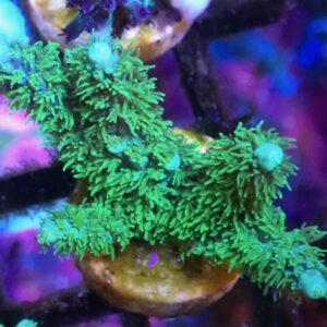 WYSIWYG Greening Blue Acropora horrida #3