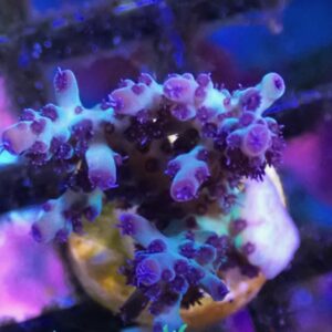 WYSIWYG Grape Juice #1