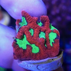 WYSIWYG Cherry Bomb Favia #1