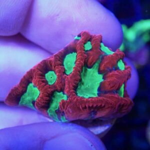 WYSIWYG Cherry Bomb Favia #2