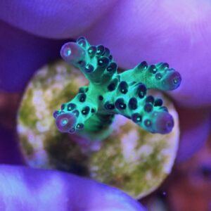 WYSIWYG Funky Acro #2