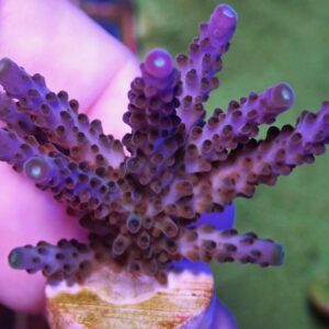 WYSIWYG Pink/Purple Staghorn #1
