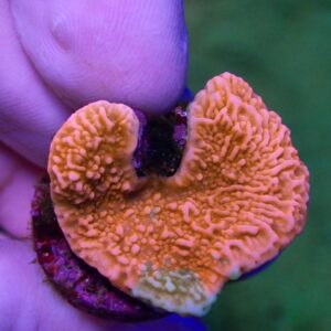 WYSIWYG WWC Grafted Montipora capricornis #1