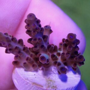 WYSIWYG Grape Juice #3