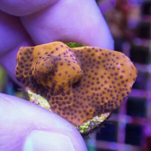 WYSIWYG Mystic Montipora #1