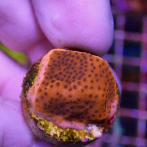 WYSIWYG Mystic Montipora #2