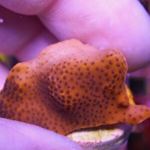 WYSIWYG Mystic Montipora #3